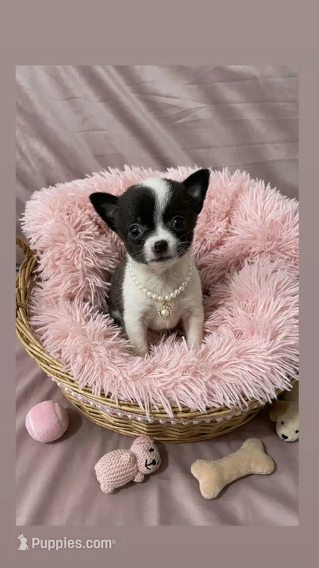 Princess mini – Chihuahua puppy for sale in Santa Ana, CA