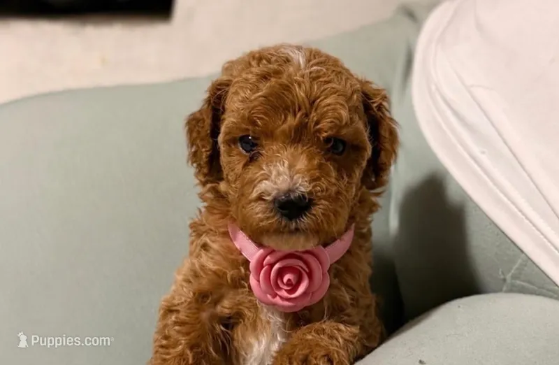 Sasha – Poodle - Miniature  puppy for sale in Santa Ana, CA