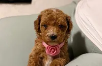 Sasha, a female Poodle - Miniature  for sale in Santa Ana, CA – 1 of 1