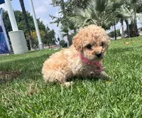 Baby , a female Maltipoo for sale in Santa Ana, CA – 2 of 6