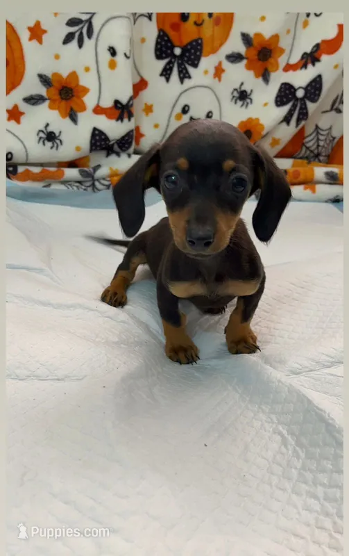 Mimi  – Miniature Dachshund puppy for sale in Santa Ana, CA