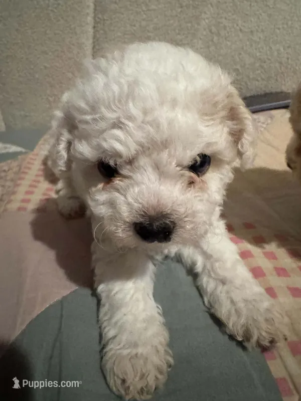 Sasha – Maltipoo puppy for sale in Santa Ana, CA