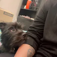 Sasha, a female Labrador Retriever and Yorkshire Terrier for sale in Santa Ana, CA – Photo 2 of 2