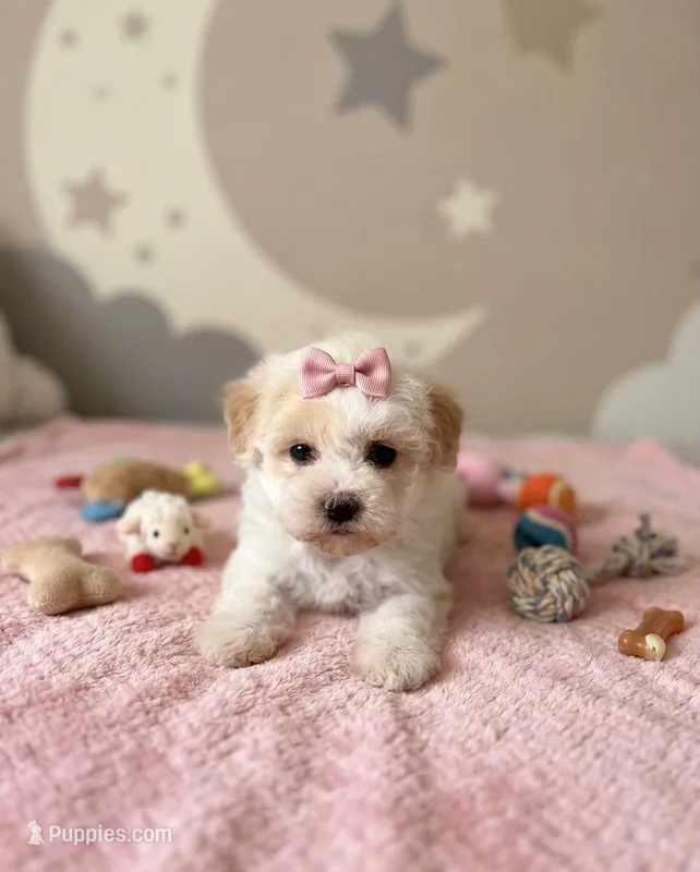 Sasha – Maltipoo puppy for sale in Santa Ana, CA