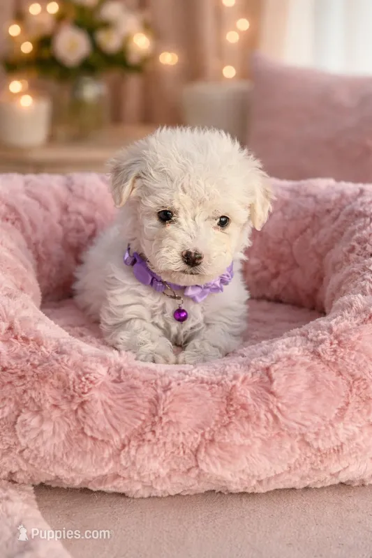 Sasha – Maltipoo puppy for sale in Santa Ana, CA