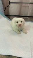 Mimi , a female Maltipoo for sale in Santa Ana, CA – 2 of 4