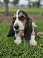Lady , a female Basset Hound for sale in Santa Ana, CA – 3 of 5