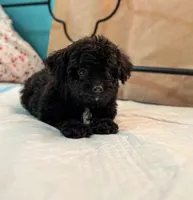 Nikki, a female Maltipoo for sale in Santa Ana, CA – 1 of 3