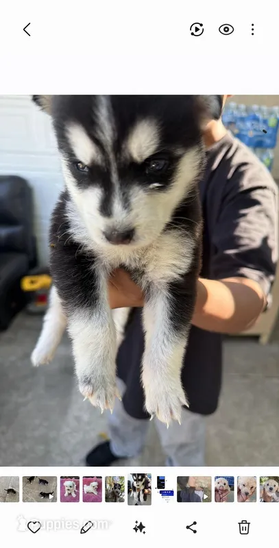 Jade – Alaskan Husky puppy for sale in Santa Ana, CA