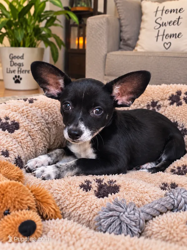 Riley – Chihuahua puppy for sale in Santa Ana, CA