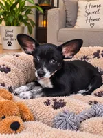 Riley, a female Chihuahua for sale in Santa Ana, CA – 1 of 1
