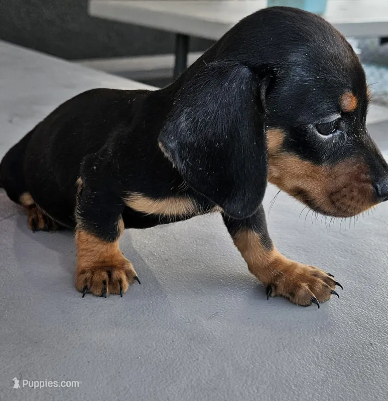 Sasha – Miniature Dachshund puppy for sale in Santa Ana, CA