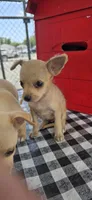 Lila , a female Chihuahua for sale in Santa Ana, CA – 2 of 5