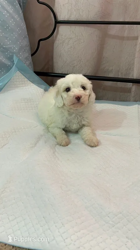 Mimi  – Maltipoo puppy for sale in Santa Ana, CA