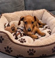 Chucky, a male Dachshund for sale in Santa Ana, CA – 2 of 3