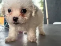 Baby lea, a female Maltipoo for sale in Santa Ana, CA – 3 of 3