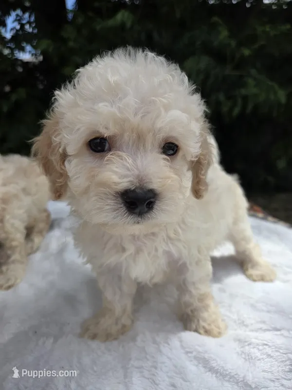 Bobbi  – Maltipoo puppy for sale in Santa Ana, CA