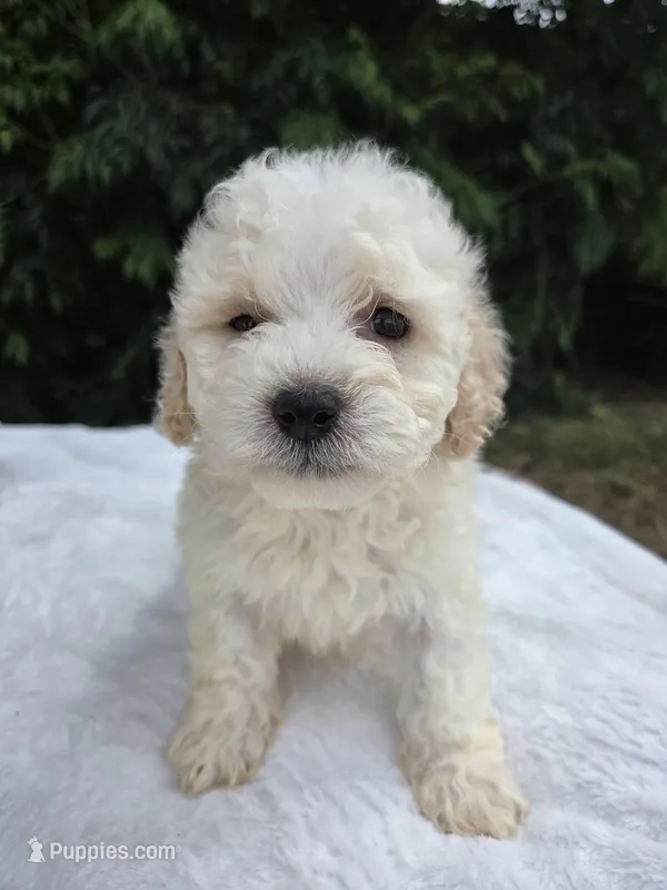 Bobbi  – Maltipoo puppy for sale in Santa Ana, CA