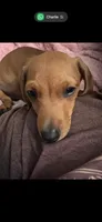 Laddy, a male Dachshund for sale in Santa Ana, CA – 4 of 4