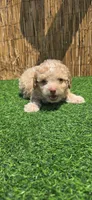 Teddy, a male Maltipoo for sale in Santa Ana, CA – 5 of 5