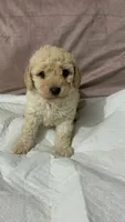 Prince, a male Maltipoo for sale in Santa Ana, CA – 3 of 3