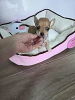 Mimi, a female Chihuahua for sale in Santa Ana, CA – Photo 1 of 3