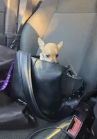 Mimi, a female Chihuahua for sale in Santa Ana, CA – Photo 3 of 3