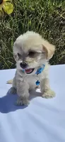 Teddy, a male Maltipoo and Yorkshire Terrier for sale in Santa Ana, CA – 2 of 5