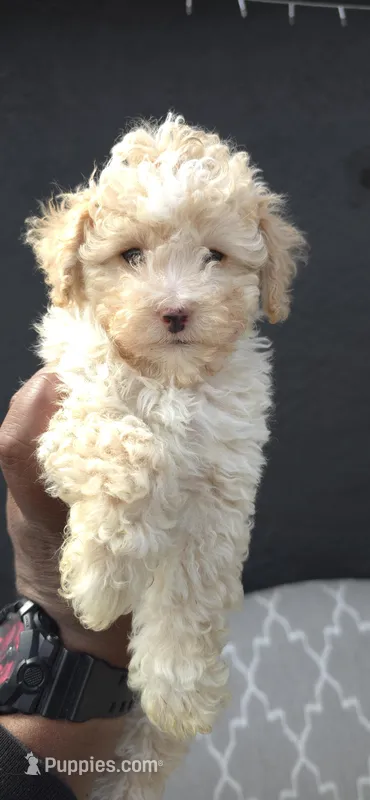 Nikki – Maltipoo puppy for sale in Santa Ana, CA
