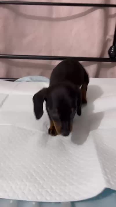 Sasha, a female Miniature Dachshund for sale in Santa Ana, CA – 2 of 2