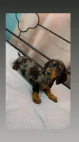 Champ, a male Dachshund for sale in Santa Ana, CA – 2 of 6
