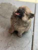 Sugar Bear, a male Pomeranian for sale in Santa Ana, CA – Photo 4 of 4