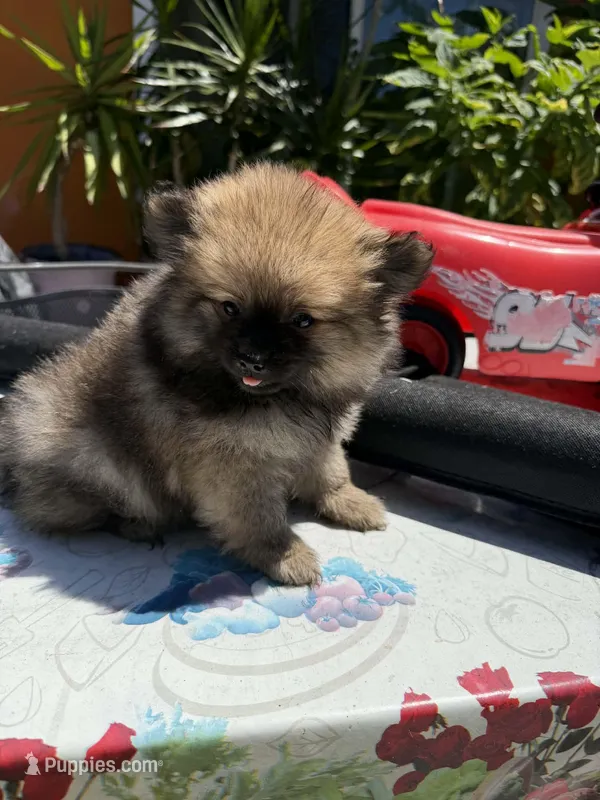 Sugar Bear – Pomeranian puppy for sale in Santa Ana, CA