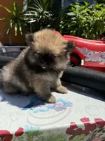 Sugar Bear, a male Pomeranian for sale in Santa Ana, CA – Photo 1 of 4
