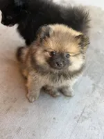 Sugar Bear, a male Pomeranian for sale in Santa Ana, CA – Photo 3 of 4