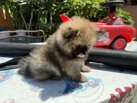 Sugar Bear, a male Pomeranian for sale in Santa Ana, CA – Photo 2 of 4