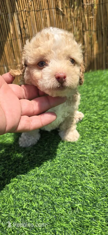 Teddy – Maltipoo puppy for sale in Santa Ana, CA
