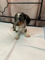 Cysco , a male Dachshund for sale in Santa Ana, CA – 4 of 4
