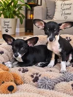 Lady, a female Chihuahua for sale in Santa Ana, CA – 2 of 2