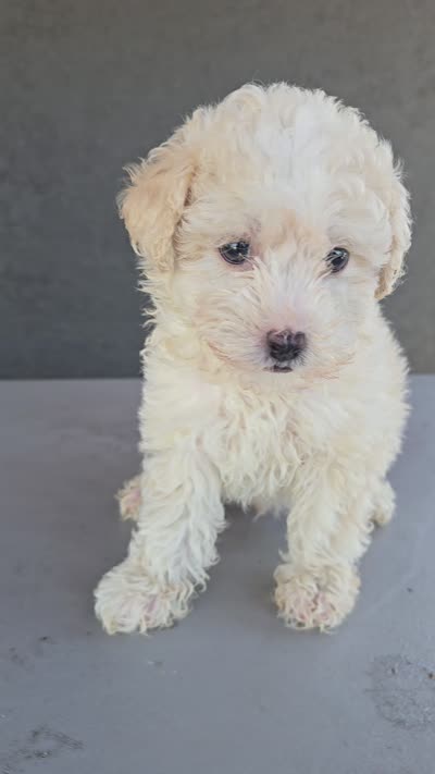 Sugar Bear, a male Maltipoo for sale in Santa Ana, CA – 5 of 5
