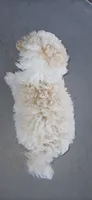 Teddy, a male Maltipoo for sale in Santa Ana, CA – 4 of 4