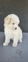 Sugar Bear, a male Maltipoo for sale in Santa Ana, CA – 3 of 5