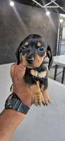 Joey mini, a male Miniature Dachshund for sale in Santa Ana, CA – 2 of 5
