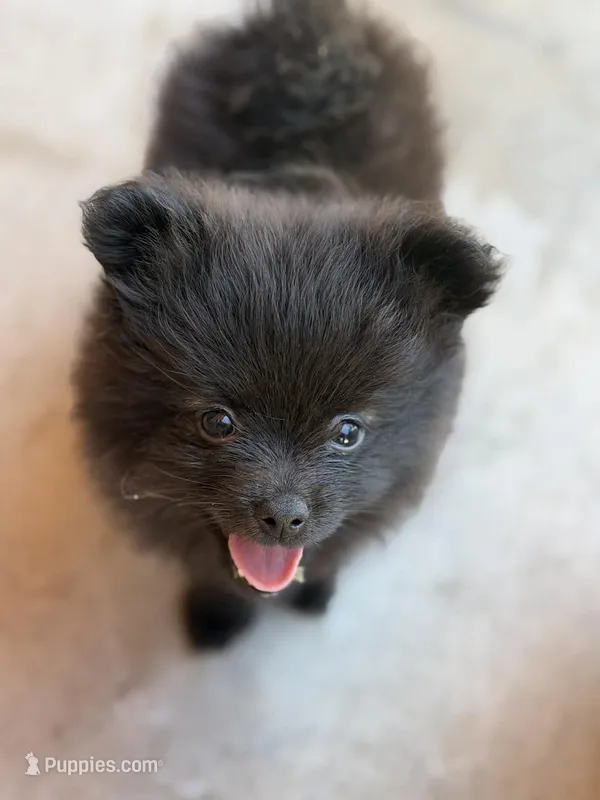 Shadow  – Pomeranian puppy for sale in Santa Ana, CA