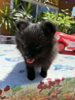 Shadow , a male Pomeranian for sale in Santa Ana, CA – Photo 2 of 4