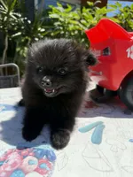 Shadow , a male Pomeranian for sale in Santa Ana, CA – Photo 3 of 4