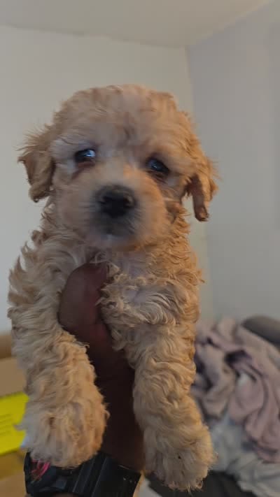 Mimi, a female Maltipoo for sale in Santa Ana, CA – 2 of 2