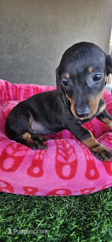 Sasha – Miniature Dachshund puppy for sale in Santa Ana, CA