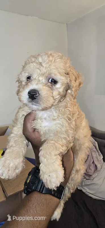 Mimi – Maltipoo puppy for sale in Santa Ana, CA