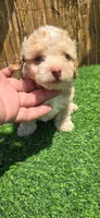 Teddy, a male Maltipoo for sale in Santa Ana, CA – 4 of 5